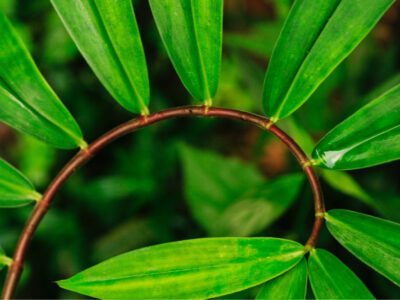 Spiral green leaf