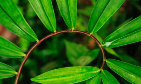 Spiral green leaf