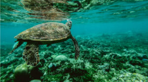 Underwater photo of turtle